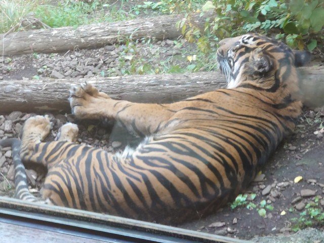 �X�}�g���g��