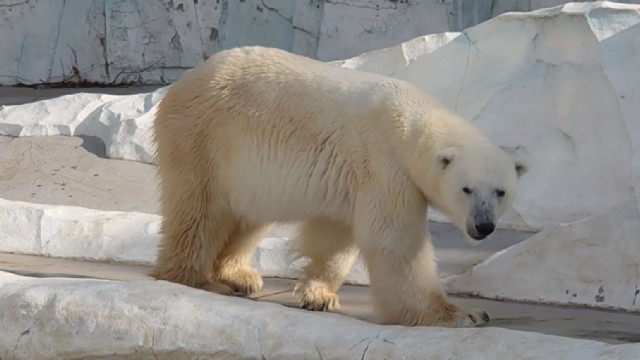 �z�b�L���N�O�}