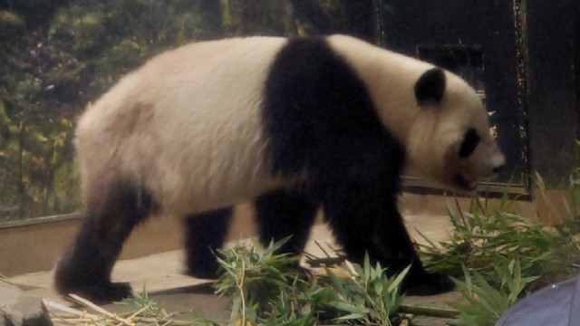 �p���_�̃V���I�V���I